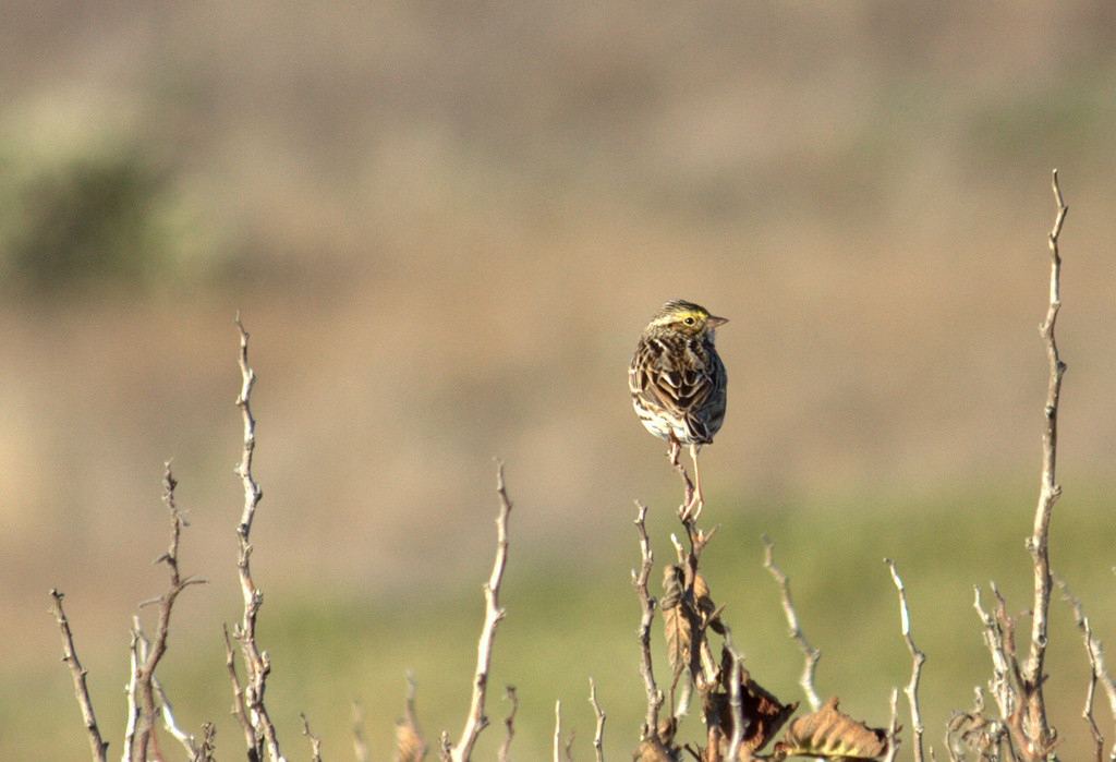 Sparrow perched in brush on Bodega Head