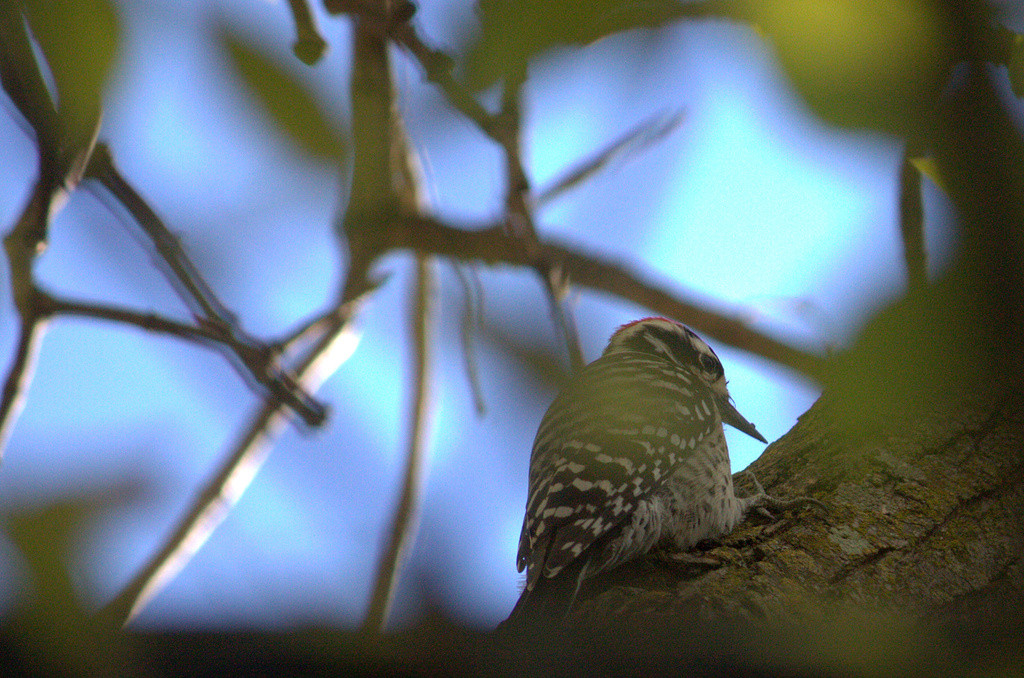 Nuttall's woodpecker in a backyard tree