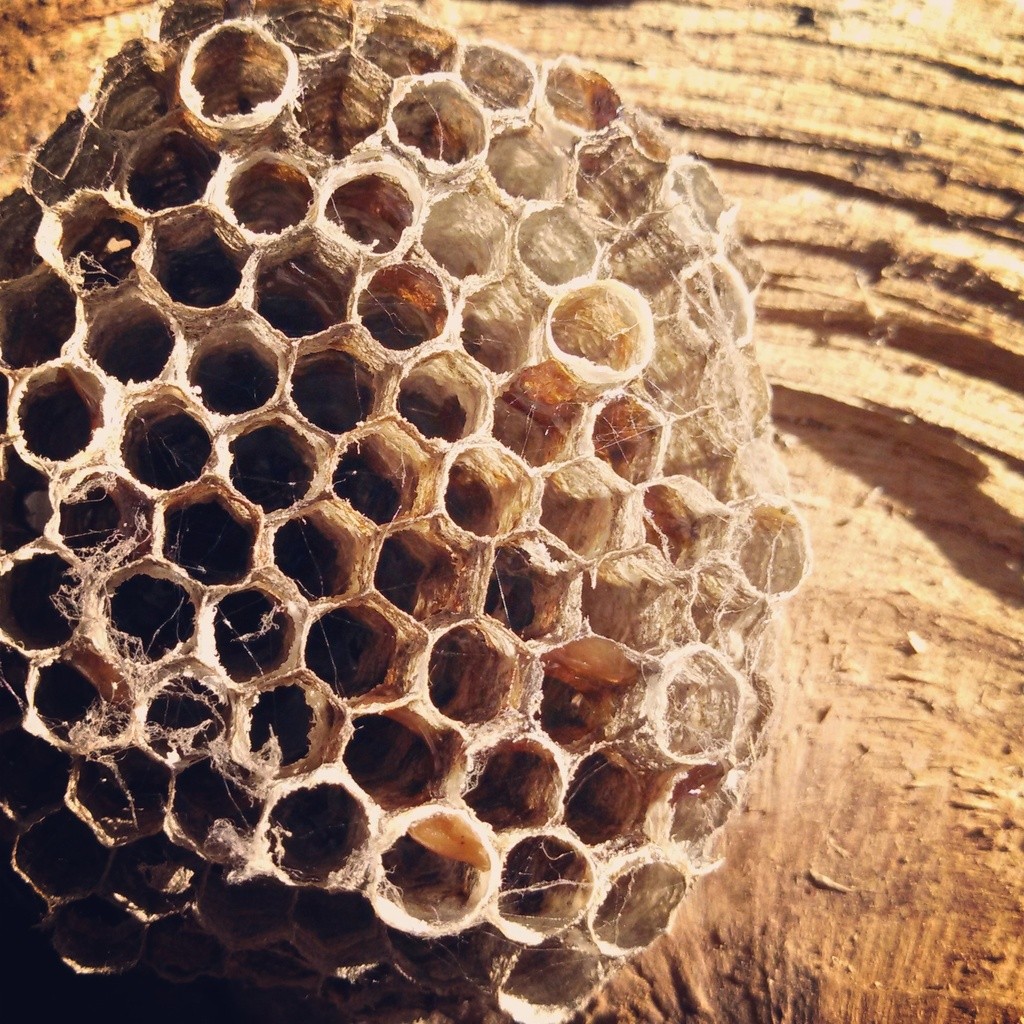 Wasp nest