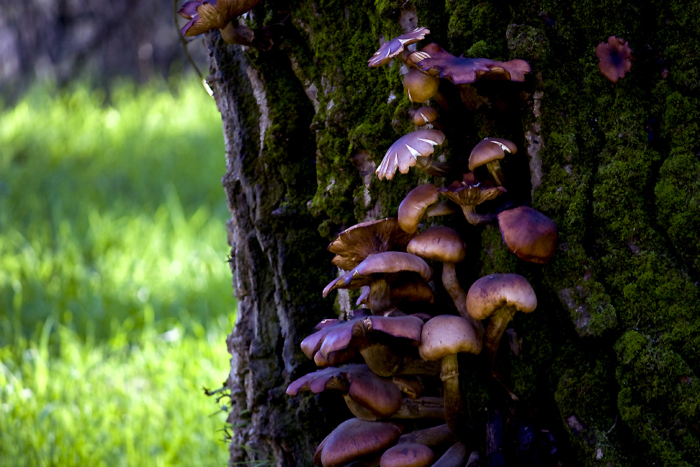 Mushrooms growing up a tree trunk