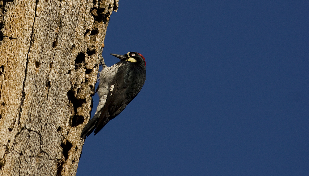 Acorn woodpecker reorganizing acorns