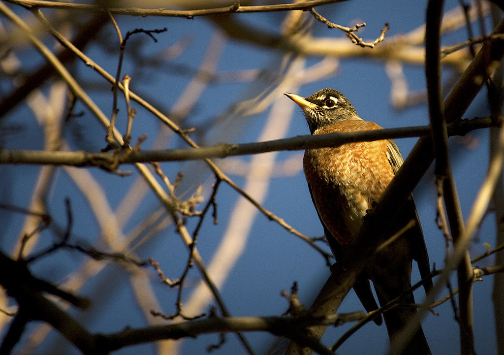 American robin perched in mulberry tree