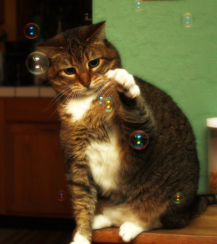 Griffin the tabby cat catching bubbles