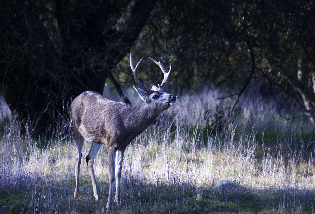 Black-tailed buck with antlers