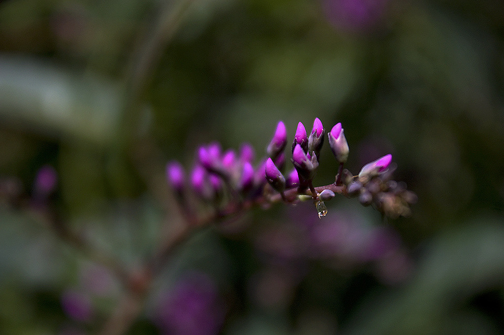 Australian Lilac Vine (Hardenbergia)