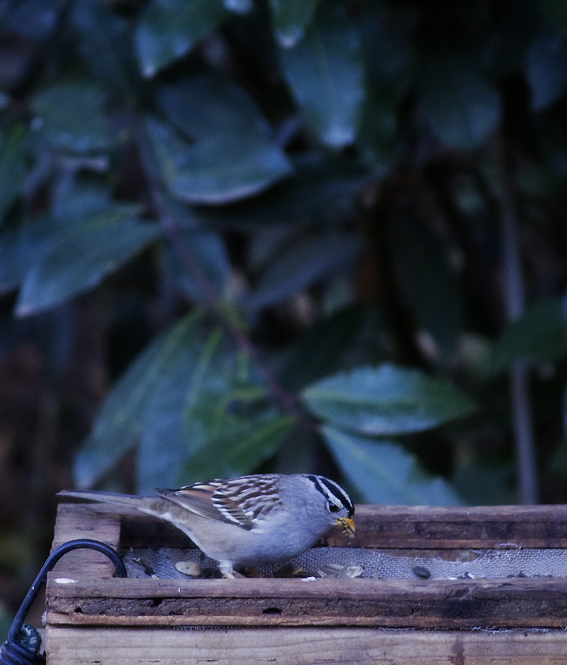 White-crowned sparrow at the feeder
