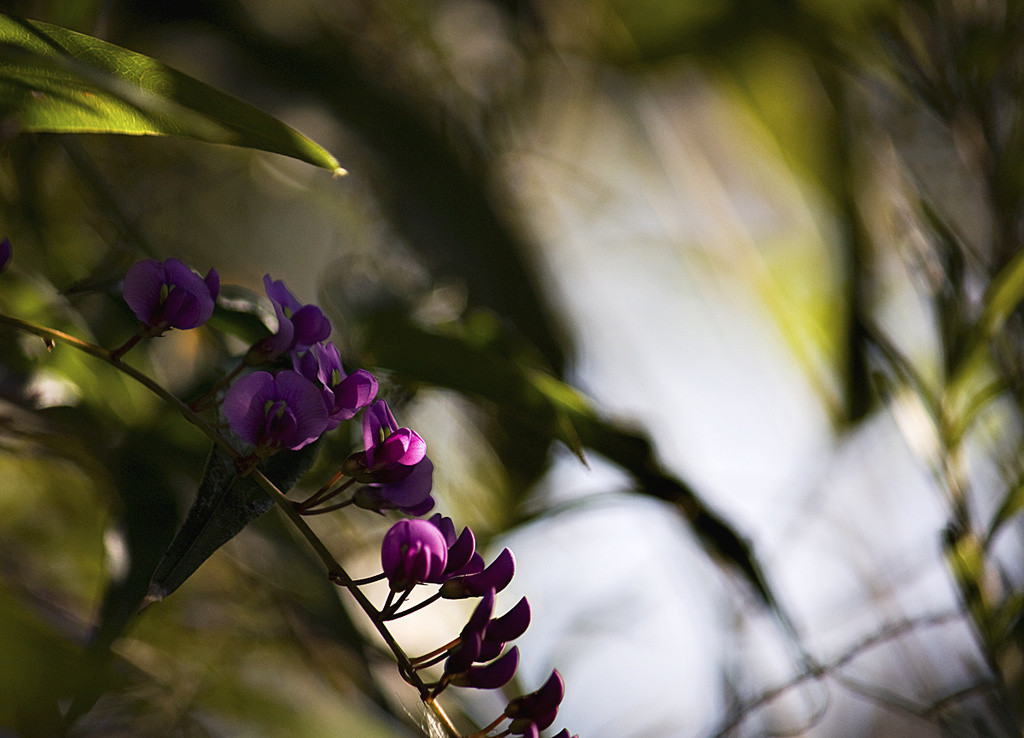 Australian lilac vine (Hardenberia)
