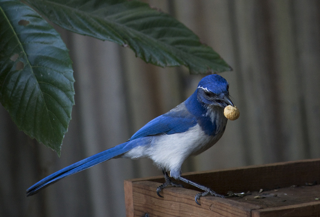 Scrub jay with a peanut