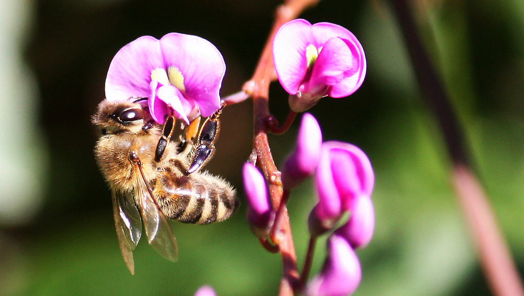 Honeybee & Australian lilac vine (Hardenberia)