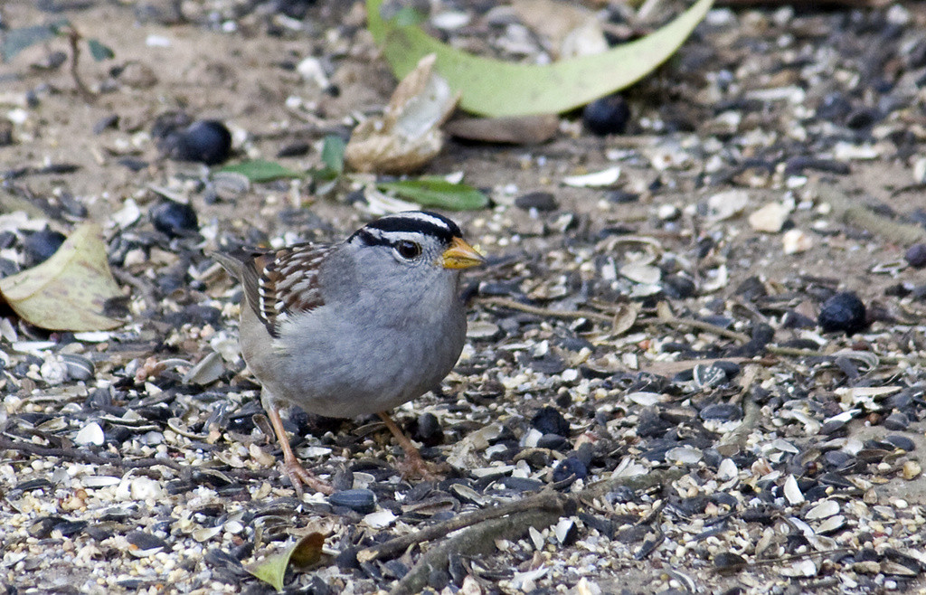 White-crowned sparrow foraging for seeds