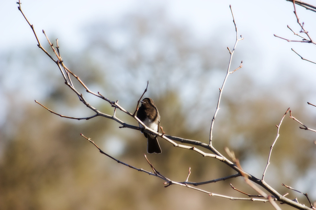 Black phoebe perched in a tree
