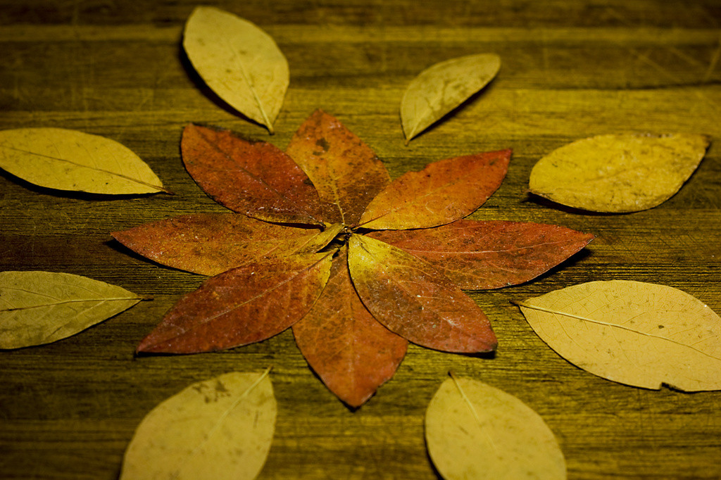 Fall leaves arranged in a flower pattern
