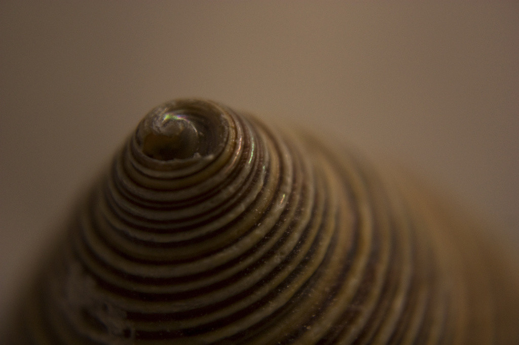Spiral turban shell