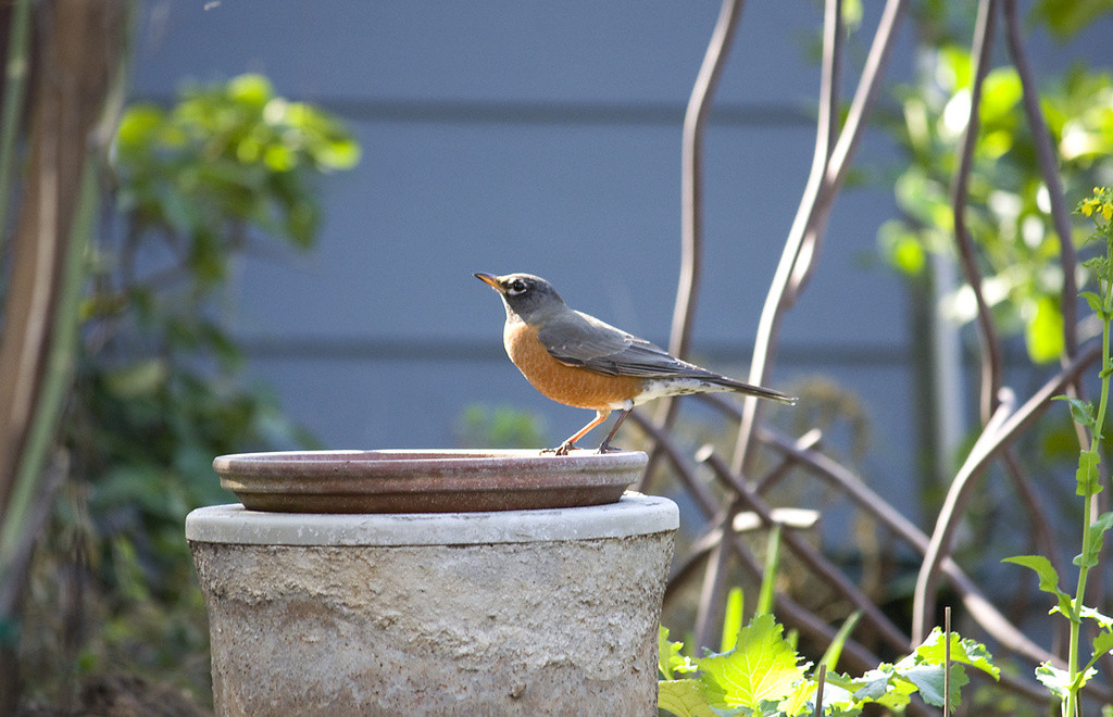 American robin visiting the birdbath