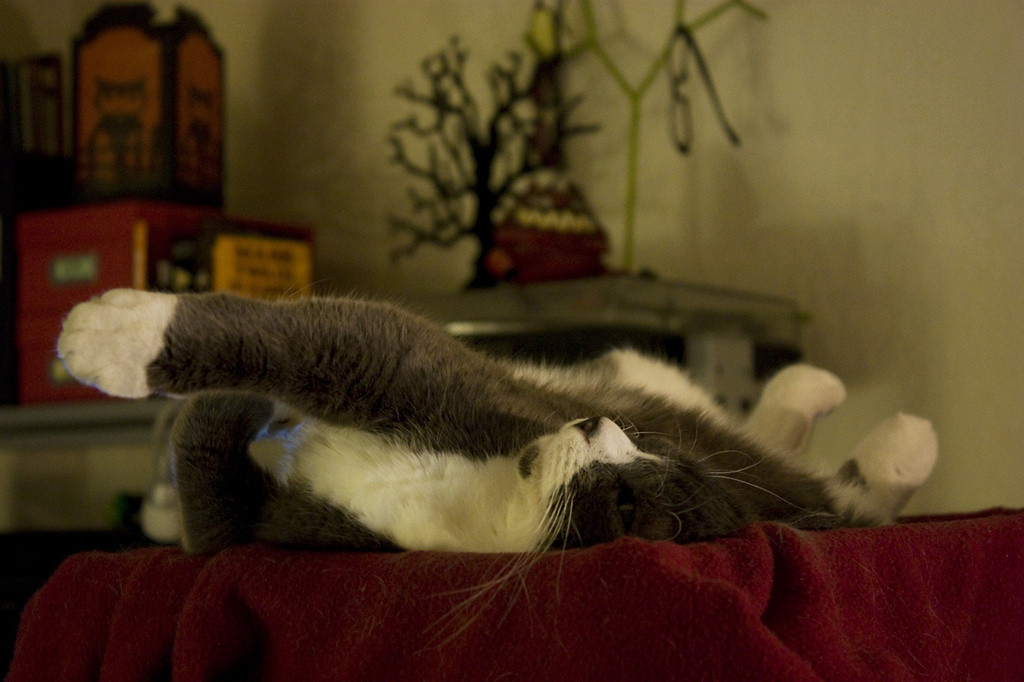 Bones the cat napping in his basket