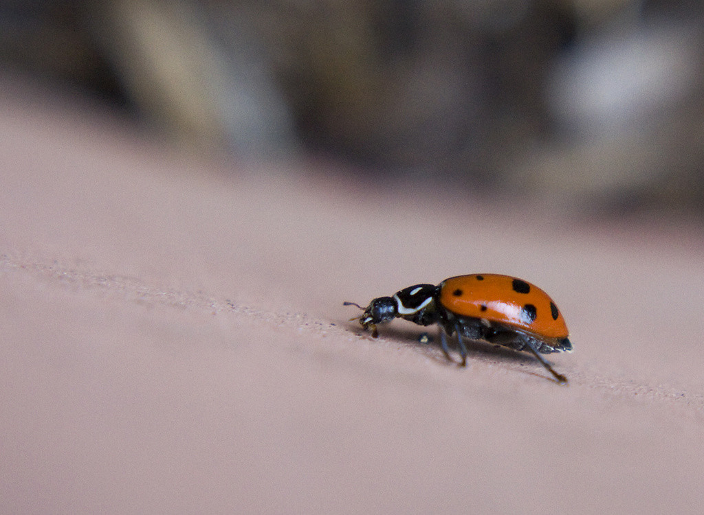 Ladybug