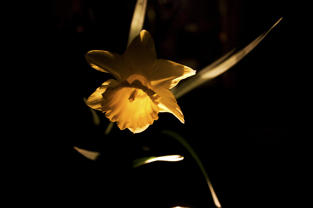 Daffodil illuminated by a flashlight