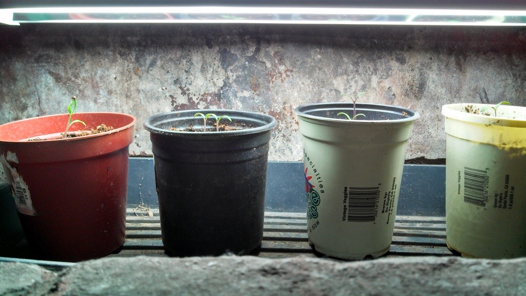 Tomato seedlings under a grow light in the fireplace