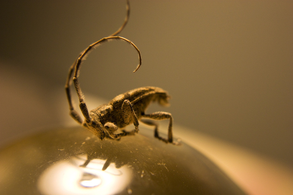 Mystery bug found on wood stove door