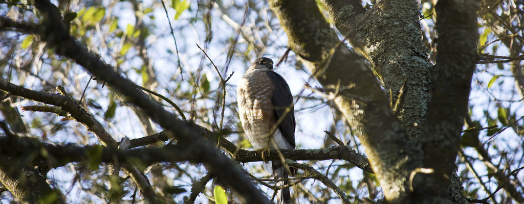 Red-shouldered hawk perched in tree