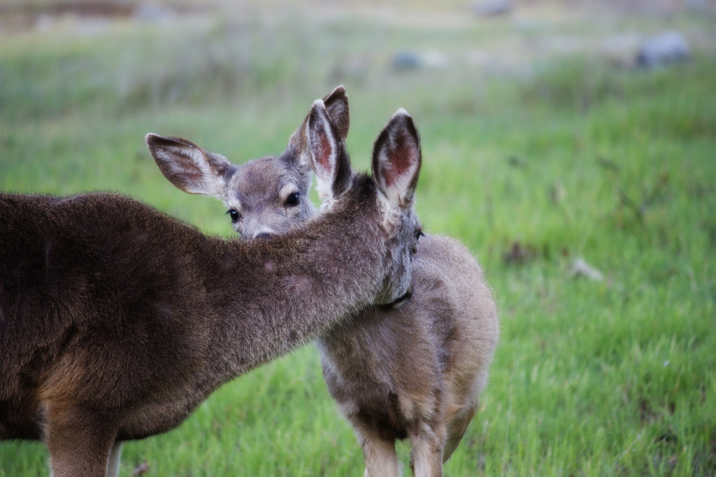 Black-tailed Deer, Effie Yeaw Nature Center