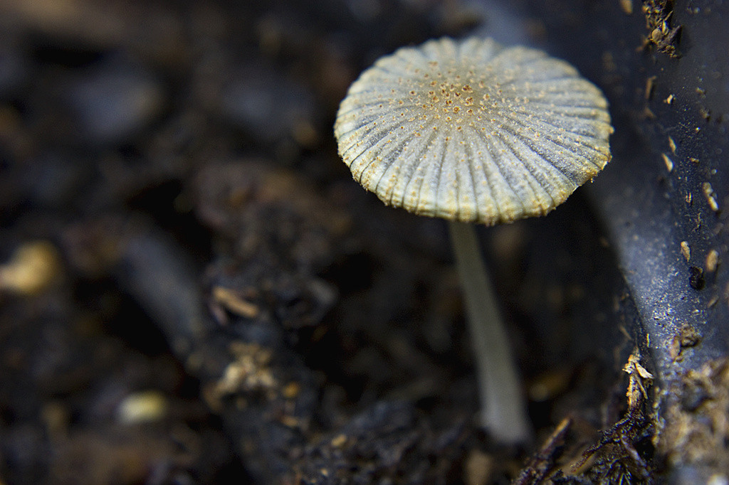 Tiny white mushroom