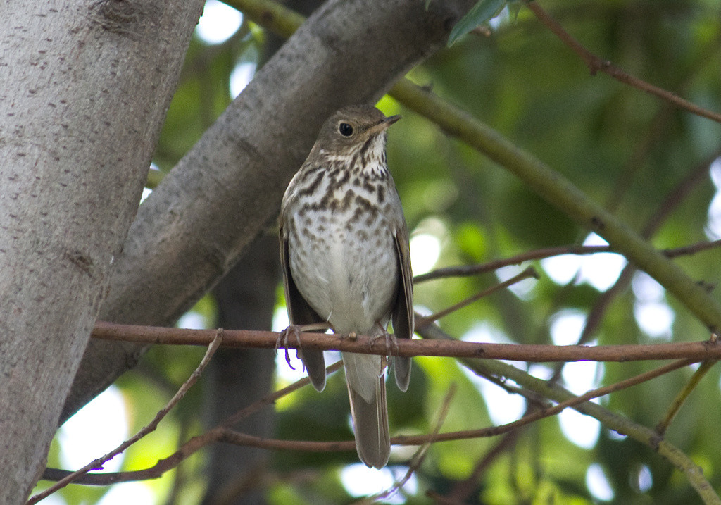 Hermit thrush perched in tree