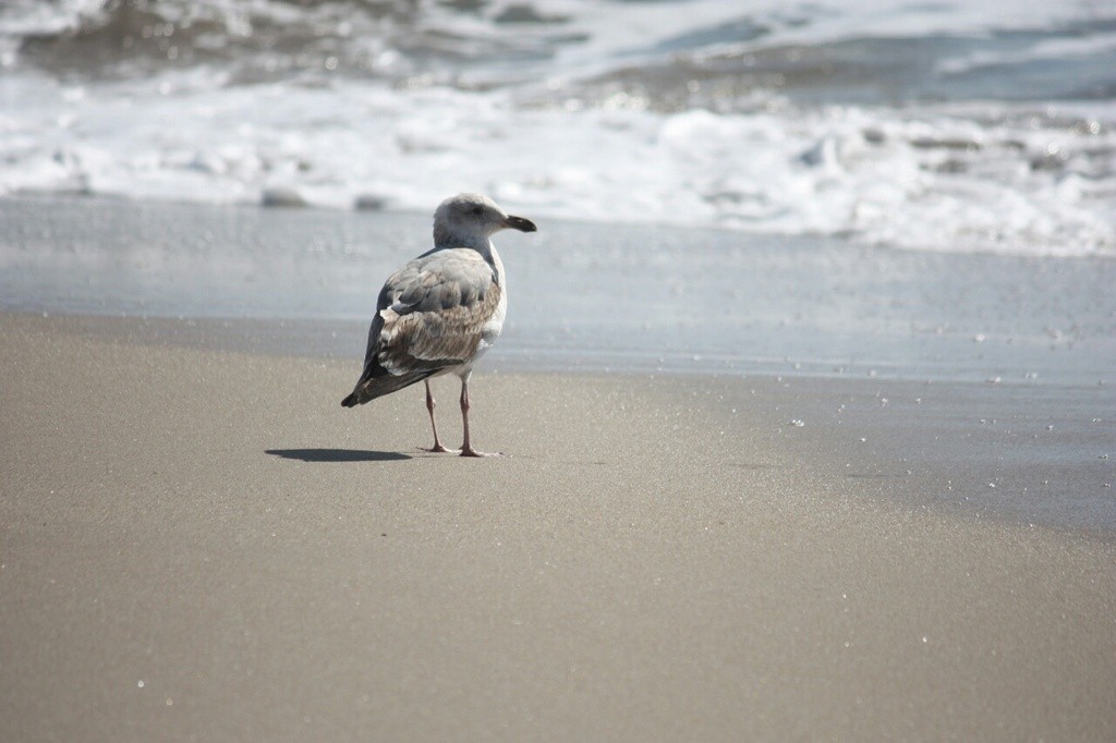 Sea Gull, Santa Cruz