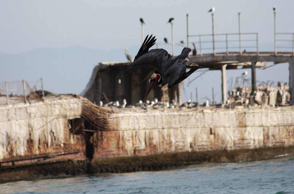 Brown pelican diving near the cement ship - ss palo alto