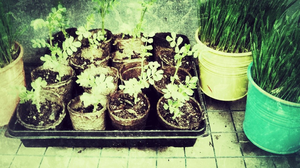 Seedlings in the fireplace