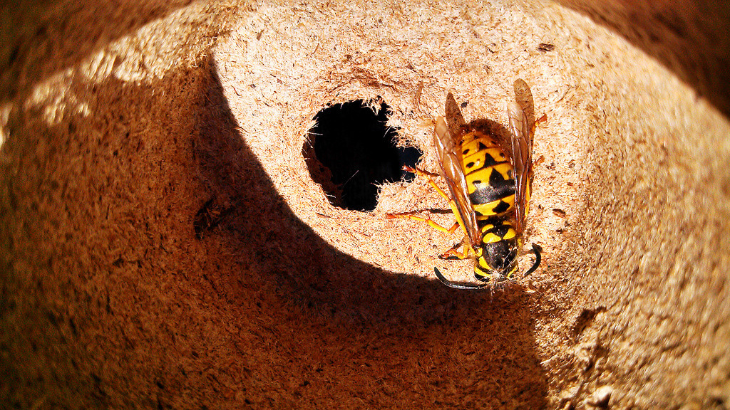 Yellow jacket in pot