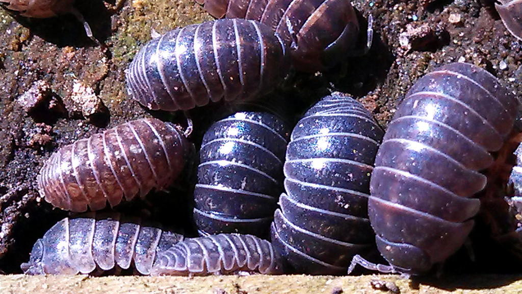 Roly Polies, or sow bugs