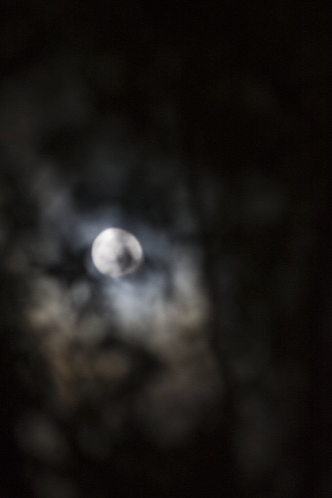The moon shot through tree branches