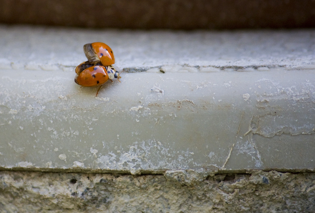 Ladybug with wings open