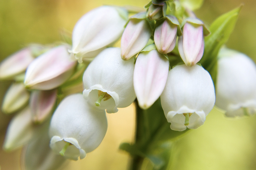 White blueberry blossoms