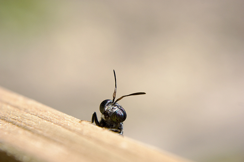 Black soldier fly peaking over a piece of wood