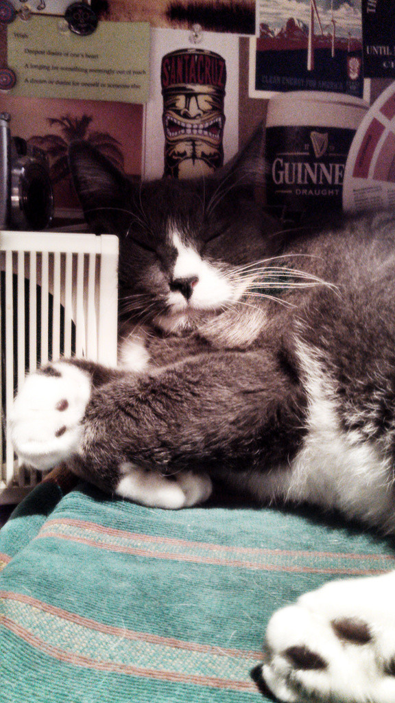 Bones the cat snoozing on my desk