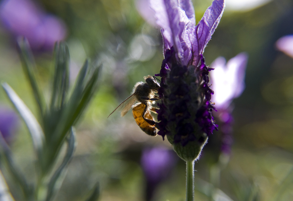Honeybee on a lavender blossom
