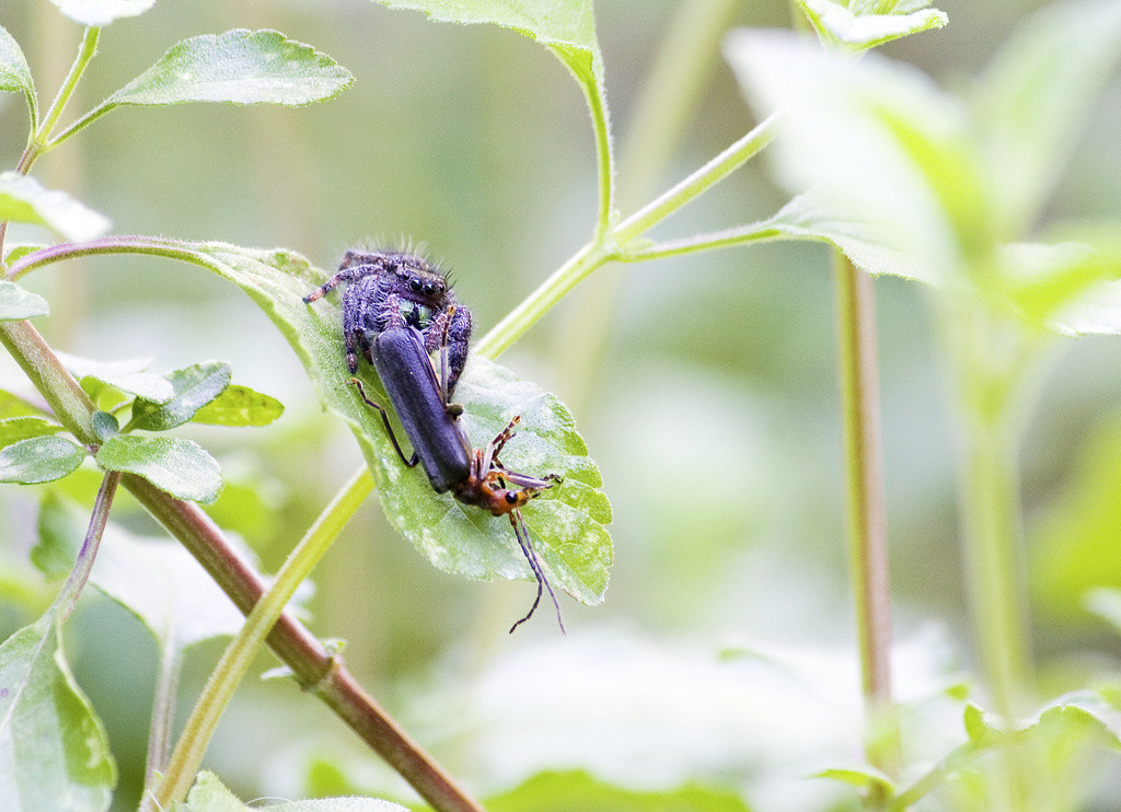 Jumping spider eating a beetle