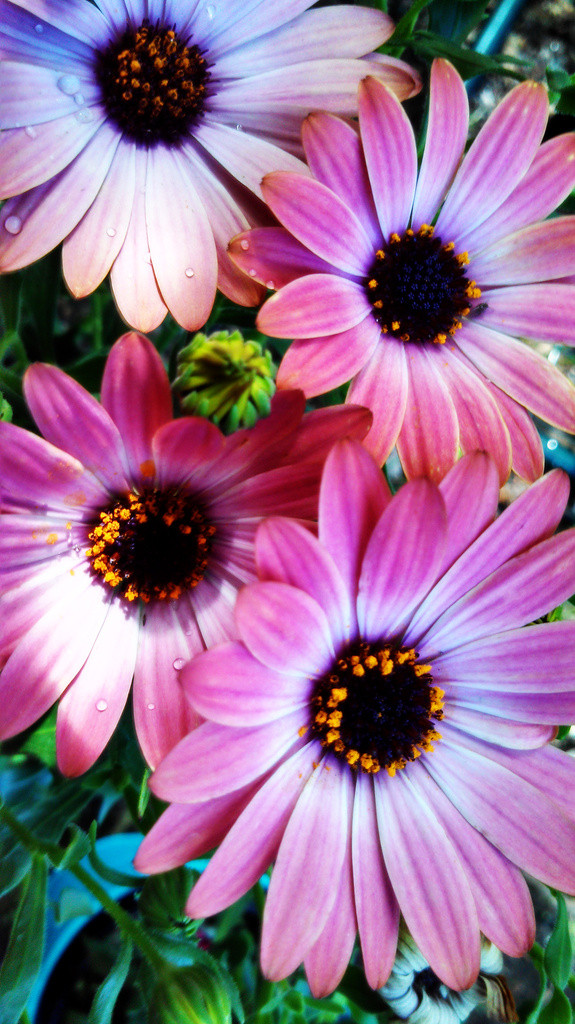 Pinkish flowers