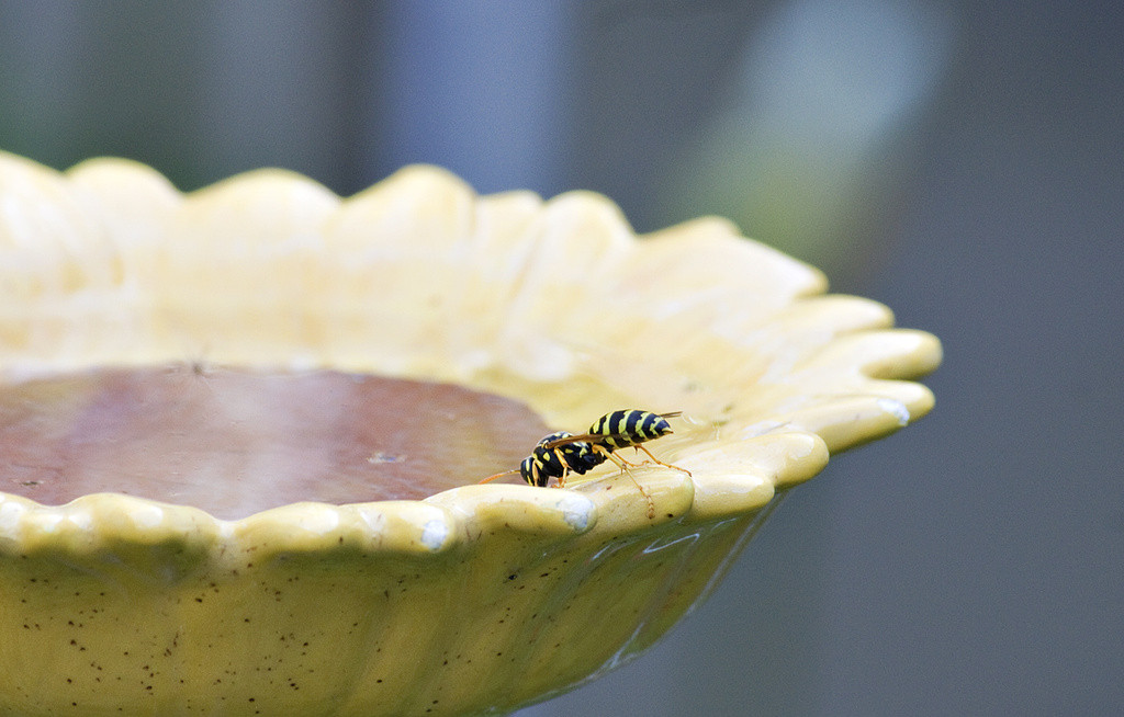 Wasp drinking from birdbath