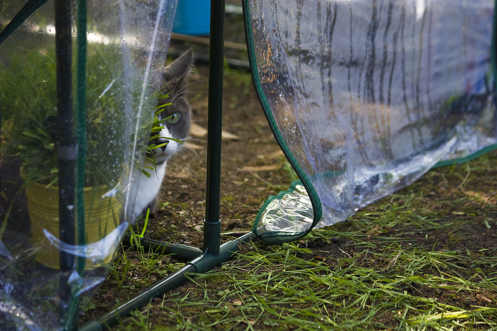 Bones the cat hiding in greenhouse