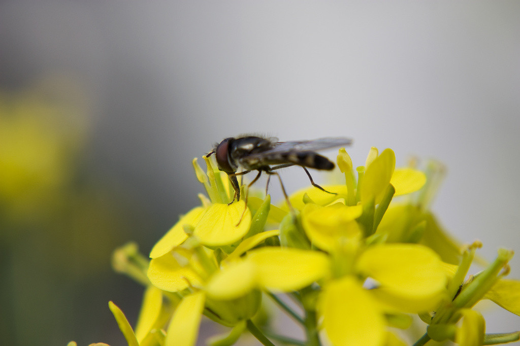 Fly on yellow flowers