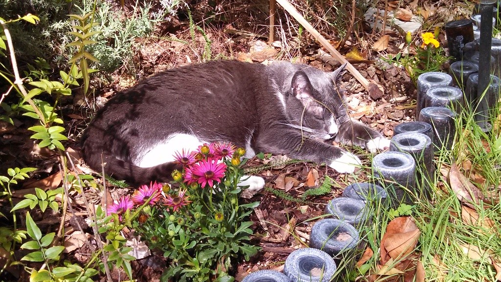 Bones the cat napping in the garden