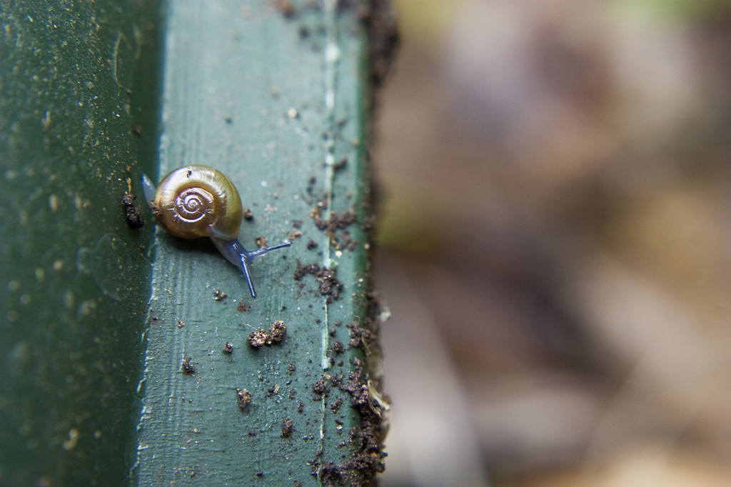 Glass snail on green pot
