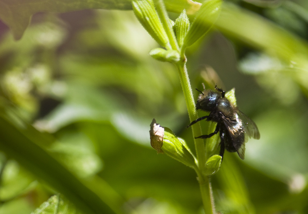 Blue orchard mason bee