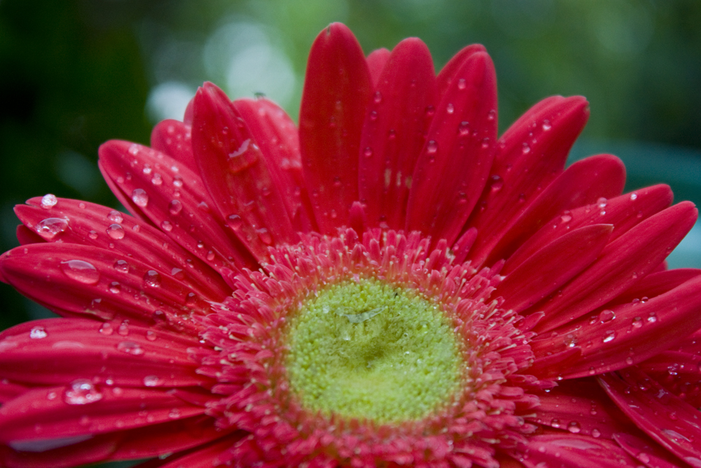 Gerbera daisy