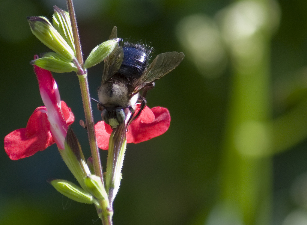 Male carpenter bee on a salvia blossom