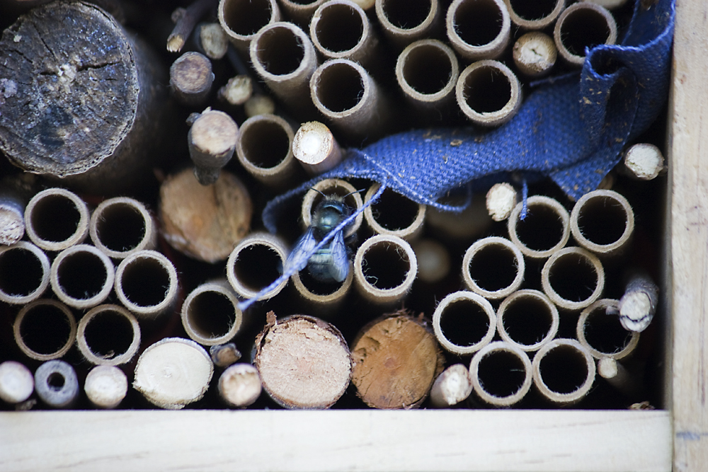 Mason bee entering a nesting tube