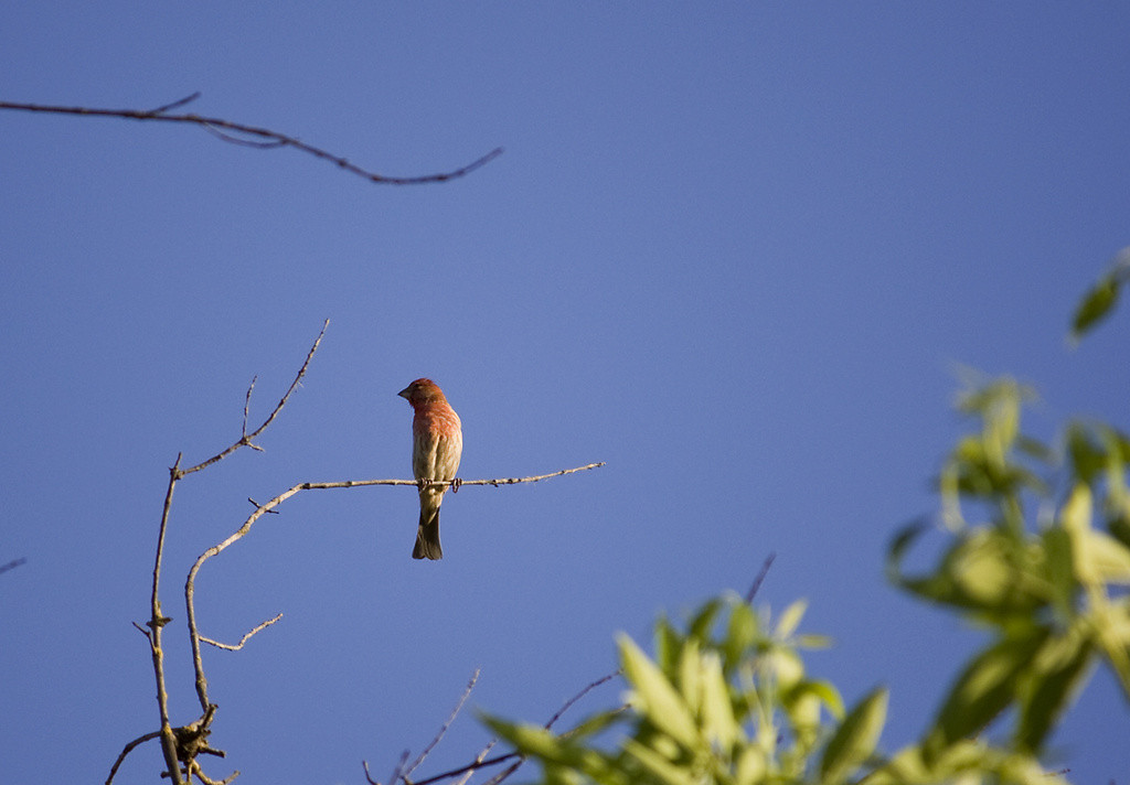 Male house finch